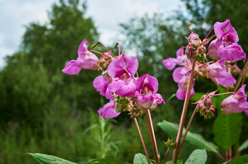 Obraz premium Pink Impatiens Glandulifera flowers (Himalayan Balsam, Kiss-me-on-the-mountain or Policeman's Helmet) on blurred green nature background. Floral background. Flowers look like orchid