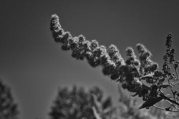2020-07-24 A ROSE SPIREA IN BLACK AND WHITE AGAINST A CLEAR SKY