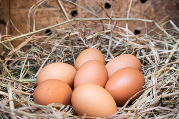 Chicken eggs on rice straw In a farm