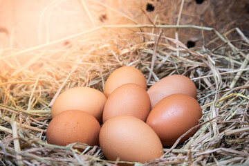 Chicken eggs on rice straw In a farm