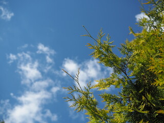 sky , clouds  and  branch of thuja