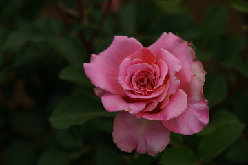 Pink Flower of Rose 'Ashley' in Full Bloom
