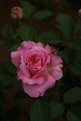 Pink Flower of Rose 'Ashley' in Full Bloom
