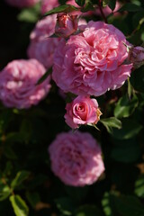 Pink Flower of Rose 'Ashley' in Full Bloom
