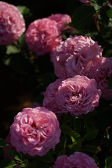 Pink Flower of Rose 'Ashley' in Full Bloom
