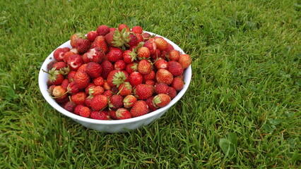 fresh strawberries in a plate on the grass