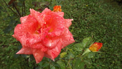 pink flower on a background of green grass