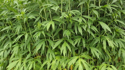 tall and green grass with large leaves