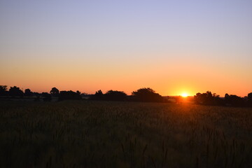 Sunrise, the redness of the sun, the wheat fields, the beautiful view of the sunrise