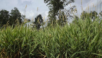 green grass against a gray sky