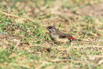 Female Red Avadavat, Red Munia Or Strawberry Finch (Amandava amandava). This small finch is easily identified by the rounded black tail and the bill that is seasonally red.
