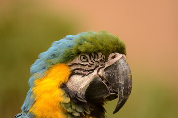 ルリコンゴウインコ