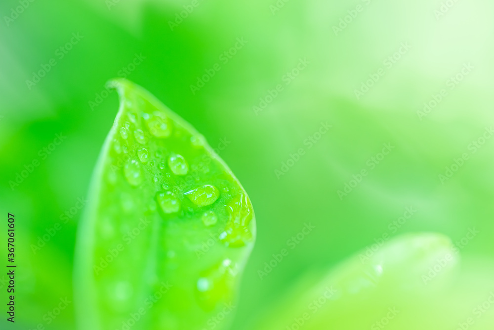 Poster leaves close up nature view of green leaf on blurred greenery background in garden use as background
