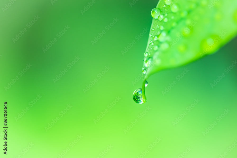 Poster leaves close up nature view of green leaf on blurred greenery background in garden use as background