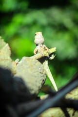 lizard on a tree