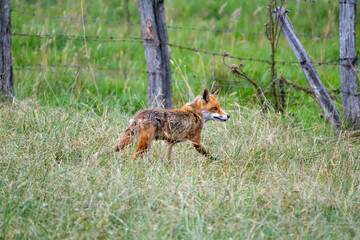 red fox in the wild