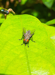 fly on leaf
