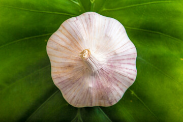 Close-up of garlic and garlic