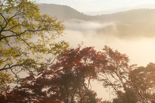 「朝靄」の画像 - 3,874 件の Stock 写真、ベクターおよびビデオ | Adobe Stock