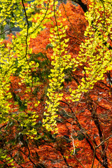 鮮やかな色の紅葉とイチョウ
