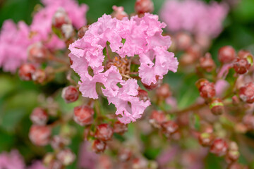 ピンクのサルスベリの花,ぺチートサンシャイン　ピンキー
