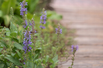 ボーダーガーデンと紫のペンステモン/コピースペース