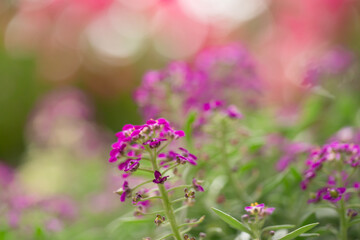 ピンクのアリッサムのアップ