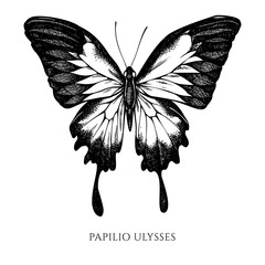 Vector set of hand drawn black and white blue emperor © Sad