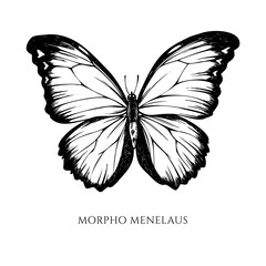 Vector set of hand drawn black and white menelaus blue morpho