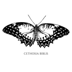 Vector set of hand drawn black and white red lacewing