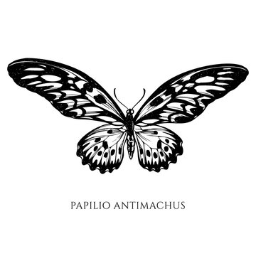 Vector set of hand drawn black and white african giant swallowtail