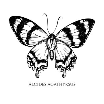 Vector set of hand drawn black and white alcides agathyrsus
