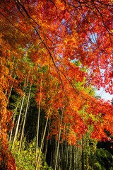 垂れ下がる紅葉と竹林