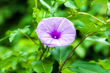 Morning glory in full bloom