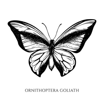 Vector set of hand drawn black and white swallowtail butterfly