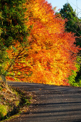炎のような紅葉に向かって伸びる道
