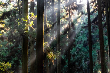 太陽でできた光芒が美しい林