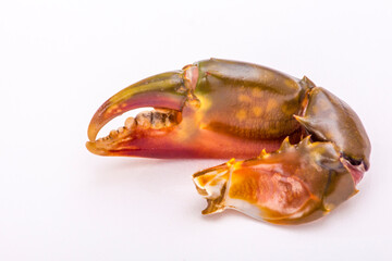 The big claw of a crab