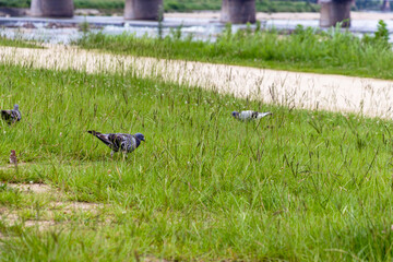 河川敷の公園に集まるハト