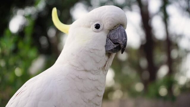 one male Cockatoo close up of a white parrot  slow motion 4k video in Australia Queensland