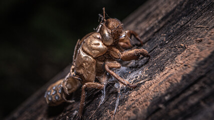 Brown Forest Insect