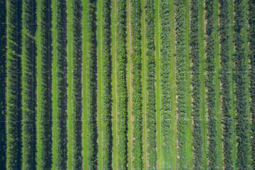 Rows in a vineyard, natural pattern above from a drone. Aerial view. Vineyards of Italy. Vertical rows plantation of Italy's vineyards.