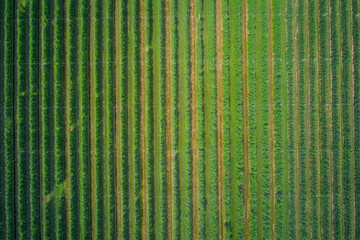Vertical rows of vineyards of Italy. Aerial view