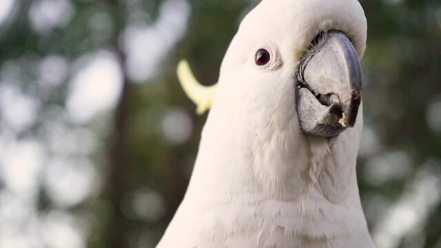 Cockatoo eating seed in the early morning  Australia Queensland slow motion 4k video close up female cockatoo