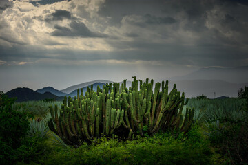 Paisaje de naturaleza y montaña en Oaxaca