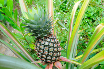 Banana cabbage that has many uses.