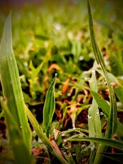 green grass with dew drops
