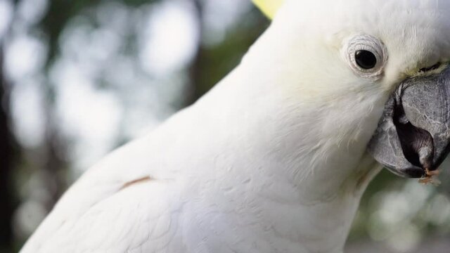 Cockatoo eating seed in the early morning  Australia Queensland slow motion 4k video close up cockatoo