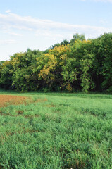 First Signs of Fall iii