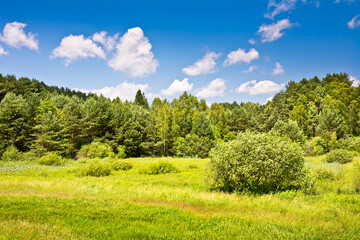 Landscape with trees and blue sky